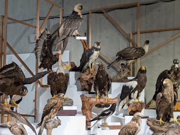 特別展「鳥 ～ゲノム解析が解き明かす新しい鳥類の系統～」国立科学博物館に投稿された画像（2025/1/2）