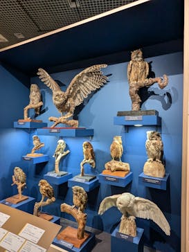 特別展「鳥 ～ゲノム解析が解き明かす新しい鳥類の系統～」国立科学博物館に投稿された画像（2025/1/2）