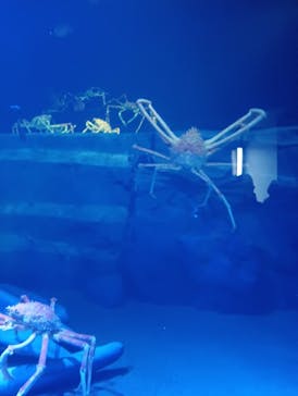 竹島水族館に投稿された画像（2025/1/2）