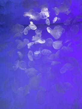 アクアワールド茨城県大洗水族館に投稿された画像（2025/1/2）