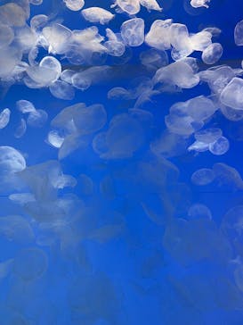 アクアワールド茨城県大洗水族館に投稿された画像（2025/1/2）