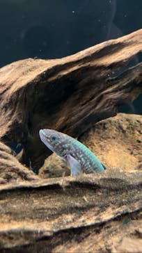 竹島水族館に投稿された画像（2025/1/2）