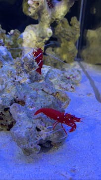 竹島水族館に投稿された画像（2025/1/2）