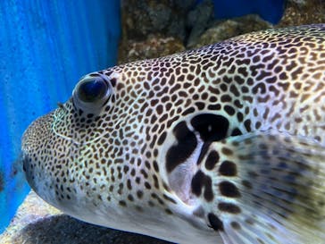 竹島水族館に投稿された画像（2025/1/2）