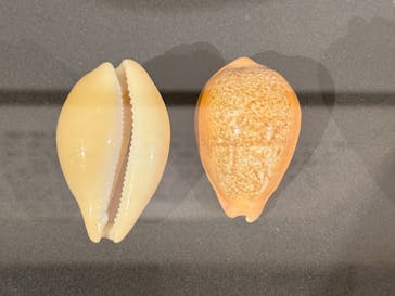 国立科学博物館に投稿された画像（2025/1/2）