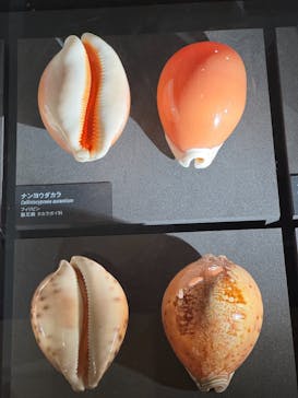 国立科学博物館に投稿された画像（2025/1/2）