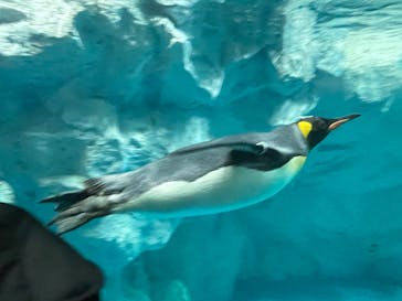 鴨川シーワールドに投稿された画像（2025/1/2）