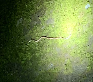 ミッドナイトツアー 奄美に投稿された画像（2025/1/2）