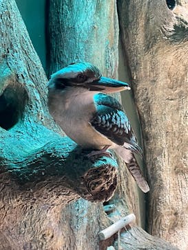 カワスイ 川崎⽔族館に投稿された画像（2025/1/2）