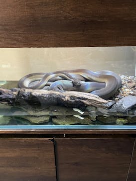 カワスイ 川崎⽔族館に投稿された画像（2025/1/2）