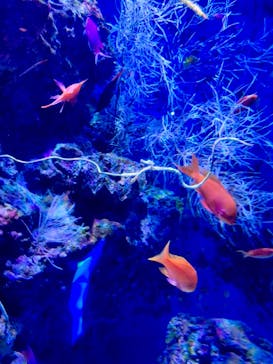 沖縄美ら海水族館に投稿された画像（2025/1/2）