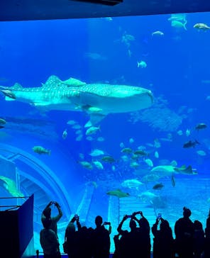 沖縄美ら海水族館に投稿された画像（2025/1/2）