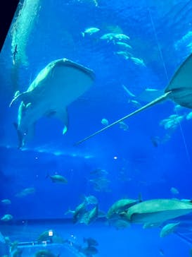 沖縄美ら海水族館に投稿された画像（2025/1/2）
