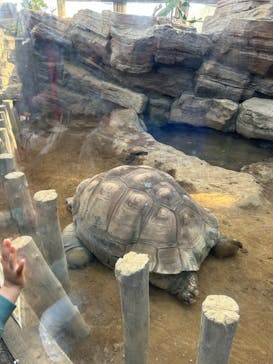 恩賜上野動物園に投稿された画像（2025/1/2）