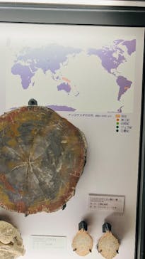 福井県立恐竜博物館に投稿された画像（2025/1/2）