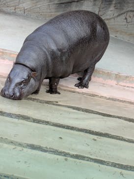 名古屋市東山動植物園に投稿された画像（2025/1/2）