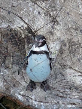 名古屋市東山動植物園に投稿された画像（2025/1/2）