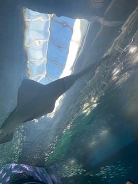 マクセル アクアパーク品川に投稿された画像（2025/1/2）