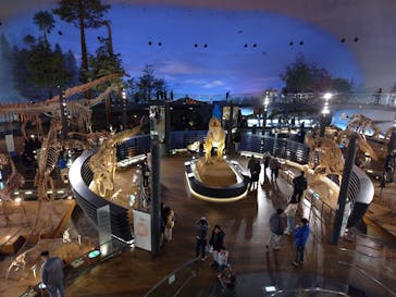 福井県立恐竜博物館に投稿された画像（2025/1/2）