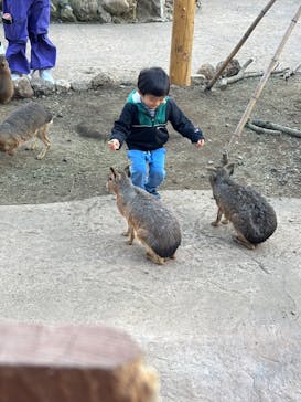 伊豆アニマルキングダムに投稿された画像（2025/1/2）