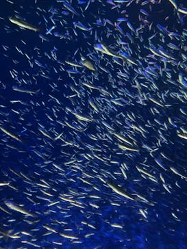 大分マリーンパレス水族館 「うみたまご」に投稿された画像（2025/1/2）