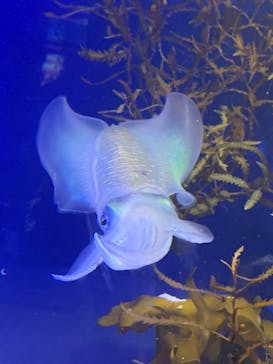 大分マリーンパレス水族館 「うみたまご」に投稿された画像（2025/1/2）