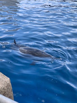 大分マリーンパレス水族館 「うみたまご」に投稿された画像（2025/1/2）