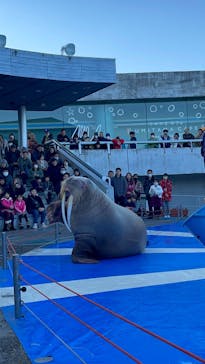 大分マリーンパレス水族館 「うみたまご」に投稿された画像（2025/1/2）