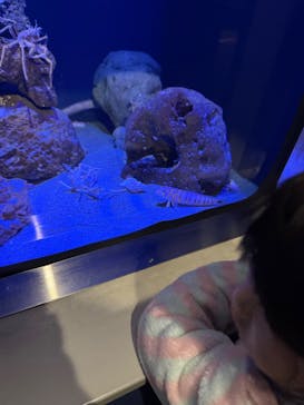 竹島水族館に投稿された画像（2025/1/2）