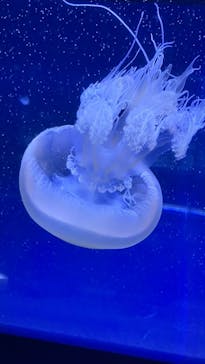 すみだ水族館に投稿された画像（2025/1/2）