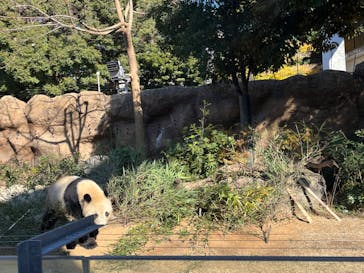 恩賜上野動物園に投稿された画像（2025/1/2）