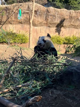 恩賜上野動物園に投稿された画像（2025/1/2）
