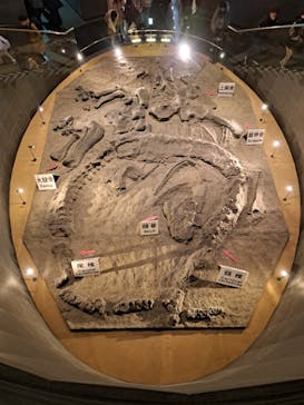 福井県立恐竜博物館に投稿された画像（2025/1/3）