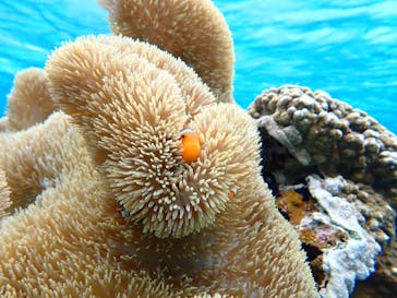 nico 宮古島に投稿された画像（2025/1/3）