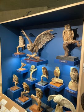 特別展「鳥 ～ゲノム解析が解き明かす新しい鳥類の系統～」国立科学博物館に投稿された画像（2025/1/3）