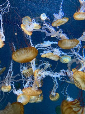 新江ノ島水族館に投稿された画像（2025/1/3）