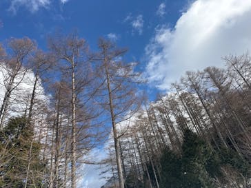 湯の丸スキー場に投稿された画像（2025/1/3）