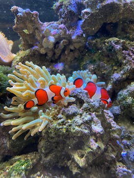 京都水族館に投稿された画像（2025/1/3）