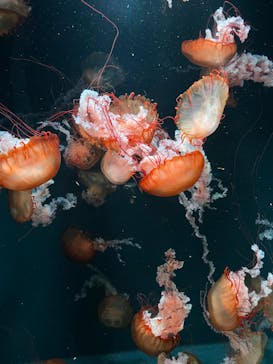 京都水族館に投稿された画像（2025/1/3）