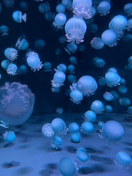 京都水族館に投稿された画像（2025/1/3）