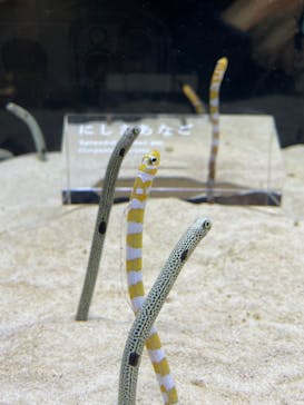 京都水族館に投稿された画像（2025/1/3）