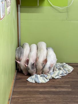 アニタッチ 東京ドームシティに投稿された画像（2025/1/3）