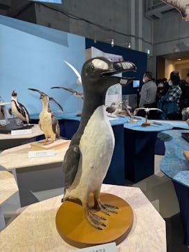 特別展「鳥 ～ゲノム解析が解き明かす新しい鳥類の系統～」国立科学博物館に投稿された画像（2025/1/3）