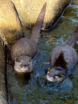 神戸どうぶつ王国に投稿された画像（2025/1/3）