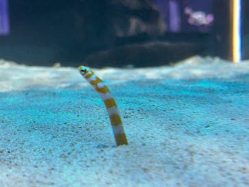 DMMかりゆし水族館に投稿された画像（2025/1/3）