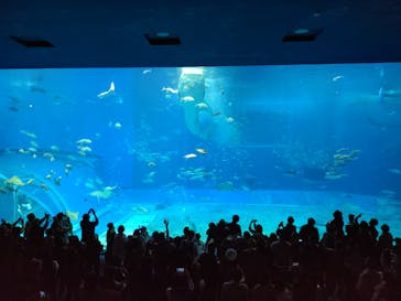 沖縄美ら海水族館に投稿された画像（2025/1/3）