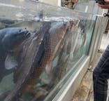 世界淡水魚園水族館　アクア・トトぎふに投稿された画像（2025/1/3）