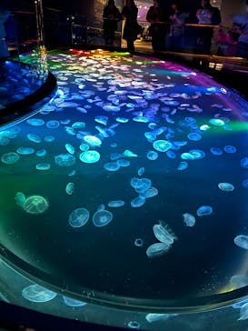 すみだ水族館に投稿された画像（2025/1/3）