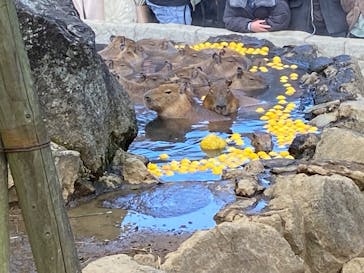 伊豆シャボテン動物公園に投稿された画像（2025/1/3）