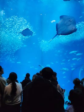 アクアワールド茨城県大洗水族館に投稿された画像（2025/1/3）
